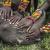 Ami Vitale, Stati Uniti, National Geographic - Lewa Downs, Kenya del Nord