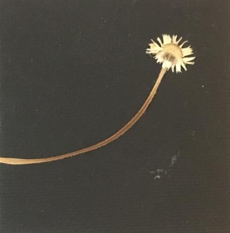 Daniela Perego, Senza titolo, 2016, pigmento e fiore, 6,5 x 6,5 cm